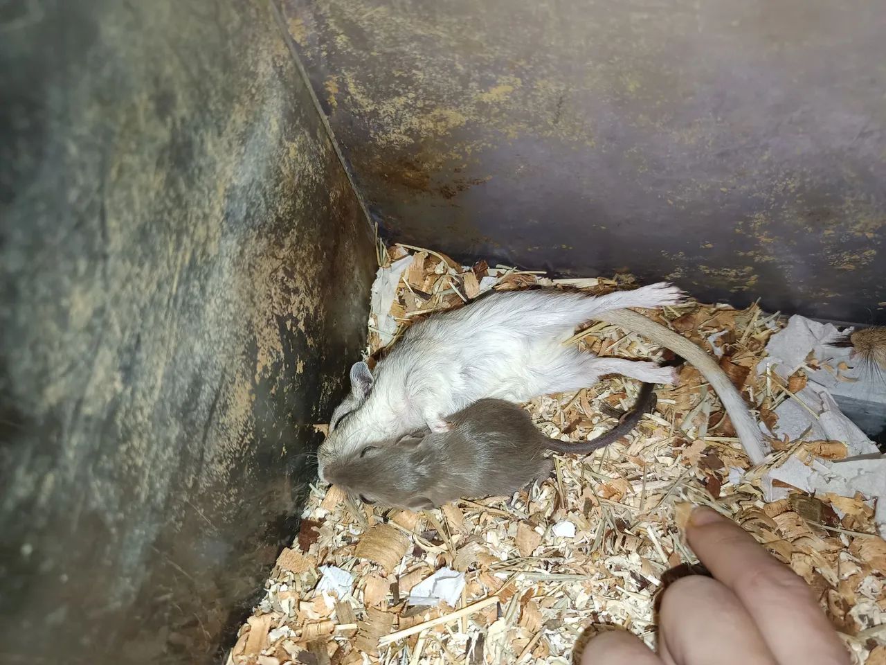 Gerbil em Maceió, esquilo da mongolia (gerbo) - Foto 4