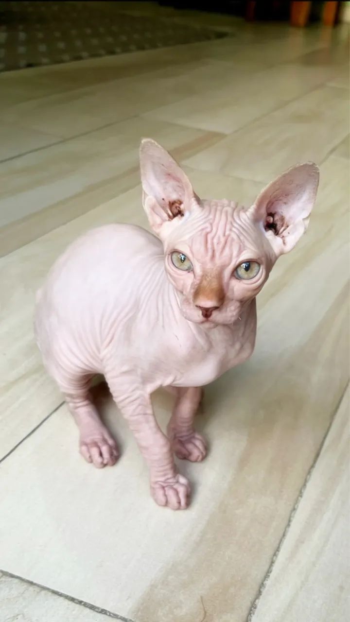 Sphynx Macho Ñ castrado