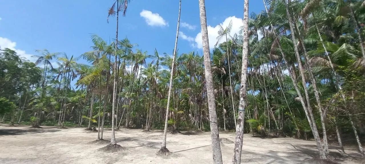 Sítio na ilha de trambioca Em Barcarena  - Foto 4