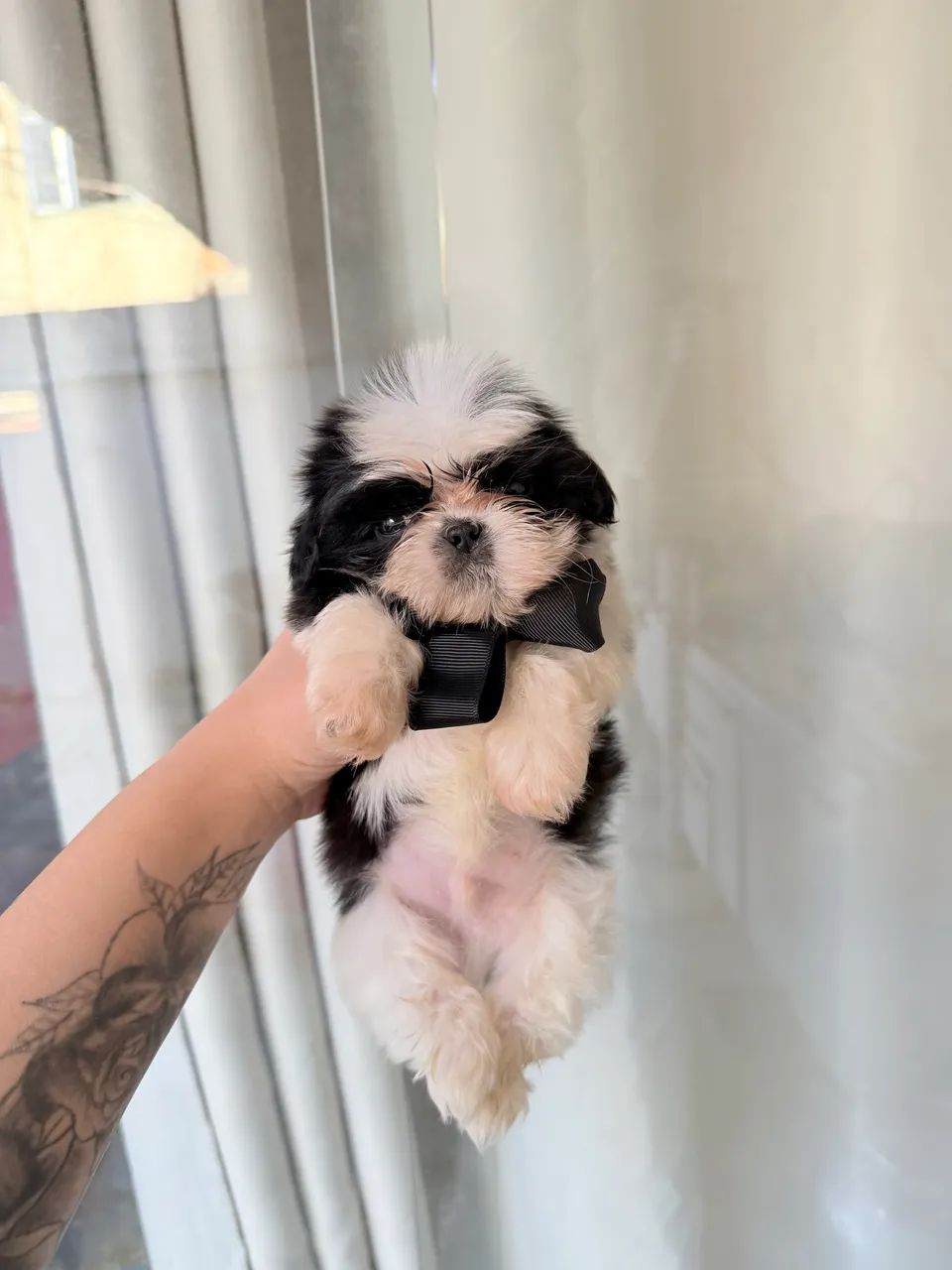 Shitzu mini - Foto 2