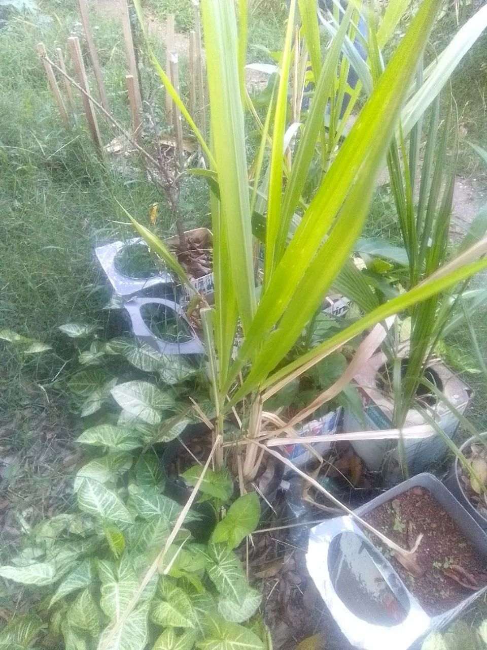 Muda de cana - Foto 3