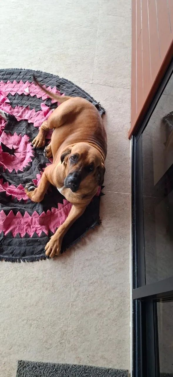 Fila Brasileiro  - Foto 3