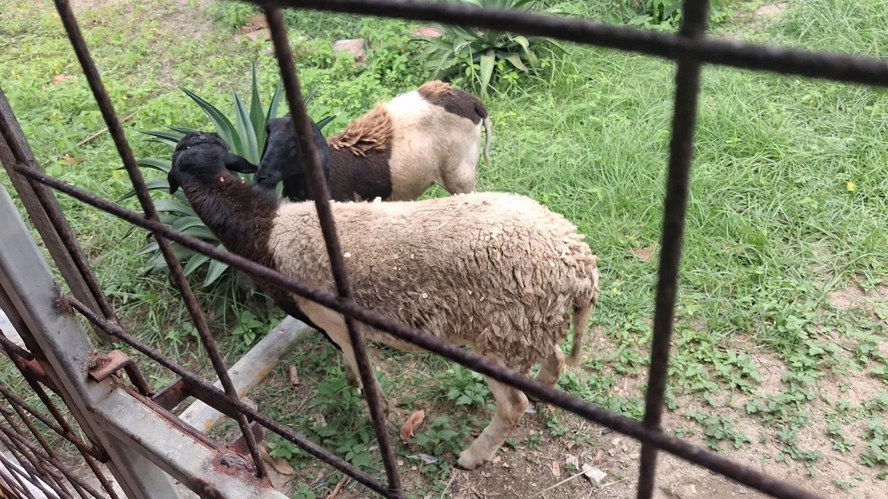 Ovelha Doper com Santa Inês  - Foto 4