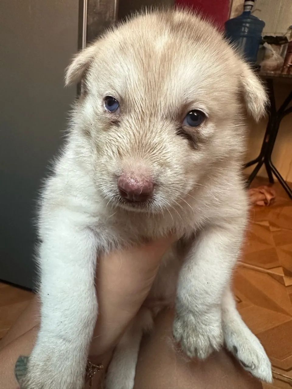 Vendo Filhotes de Husky Siberiano  - Foto 5