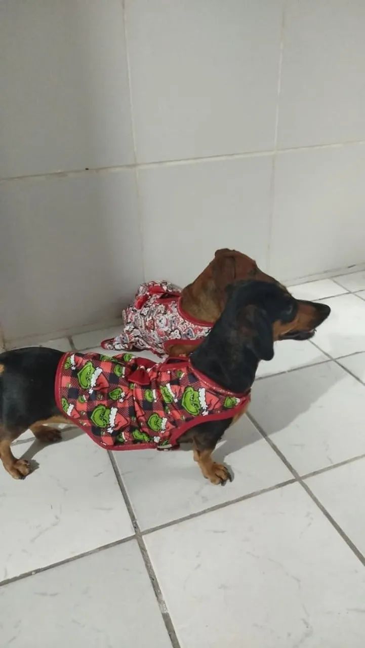Preucurando o namorado  - Foto 2