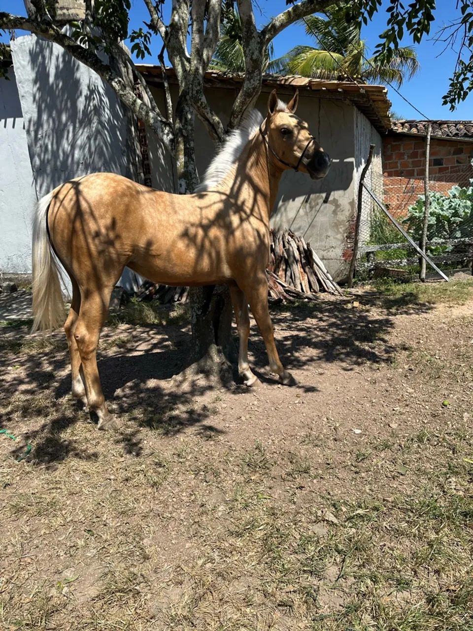 Potra  - Foto 2