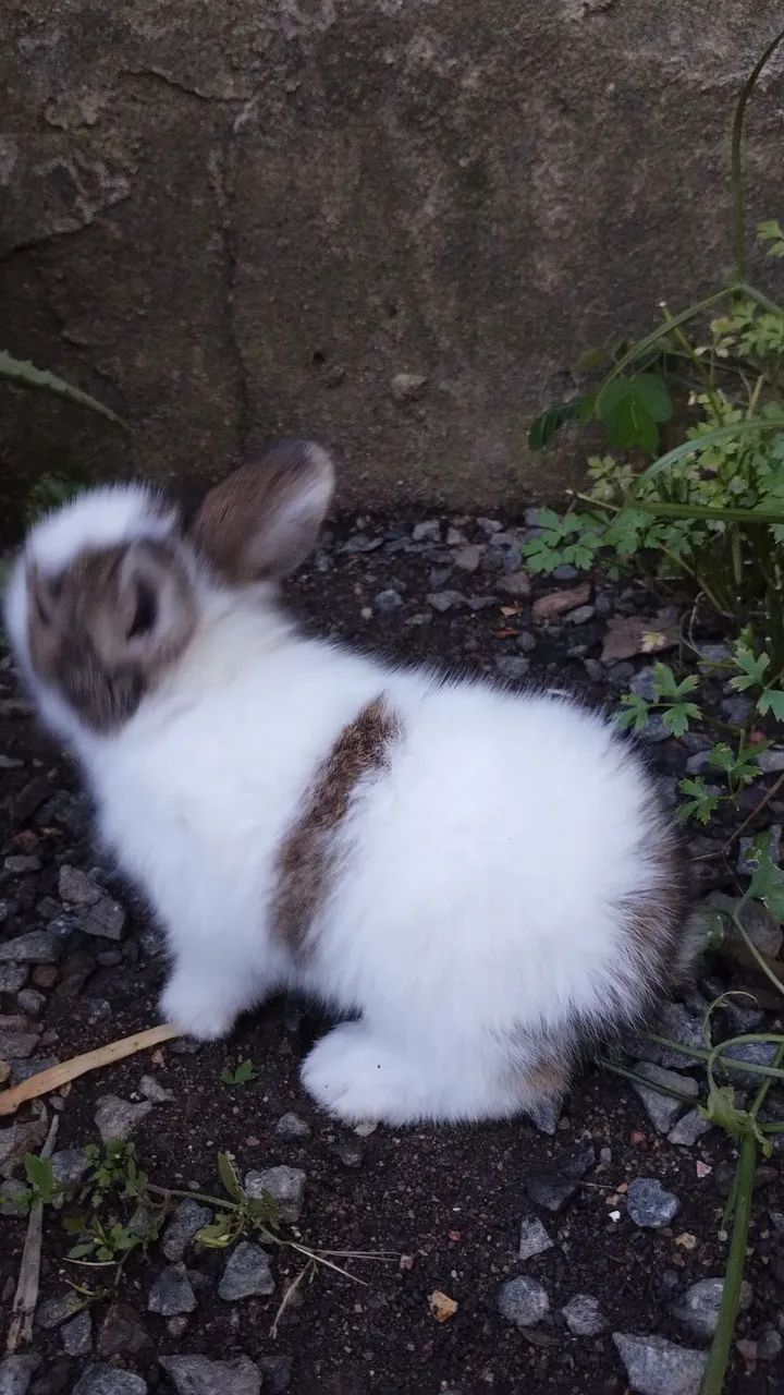 Mini Lion mesclado  - Foto 5