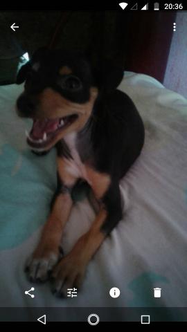 Vendo pinscher recipes n2