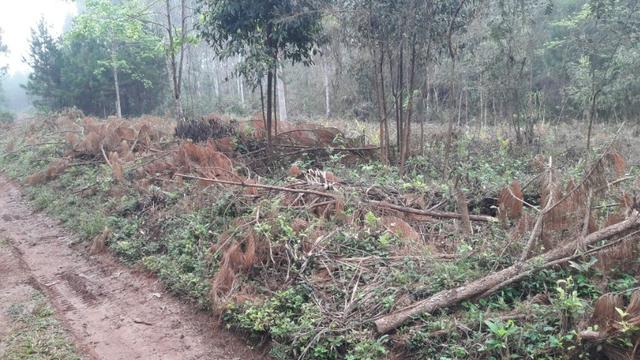 Terreno para fazer arado (mecanizar) - Foto 6