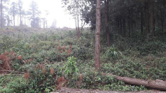 Terreno para fazer arado (mecanizar) - Foto 5