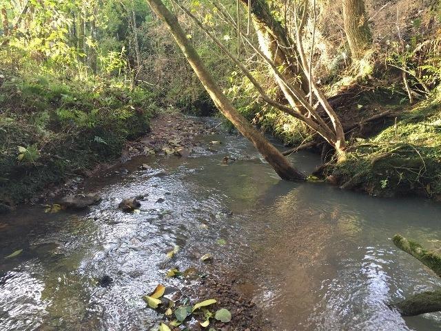 Chácara 2,0 Ha Faz. Souza - Foto 9