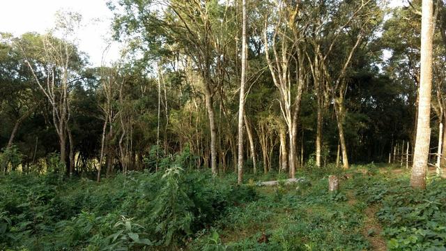 Chácara em Araucária, asfaltada, aceito trocas - Foto 3
