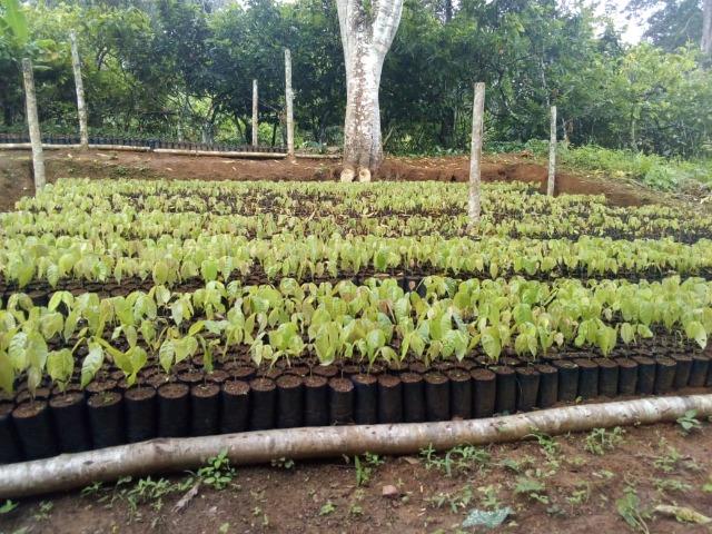 Muda de cacau - Foto 2