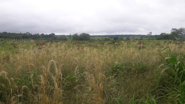 1.750 m2, MT-358, Comercial, Nova Olímpia?MT, troco por carro, terreno em tangará