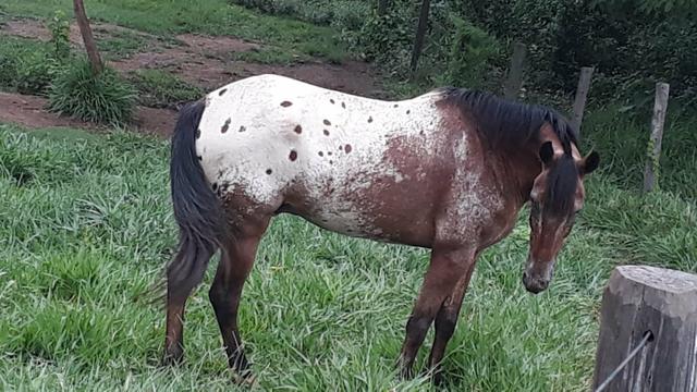 Vendo um cavalo. - Foto 3
