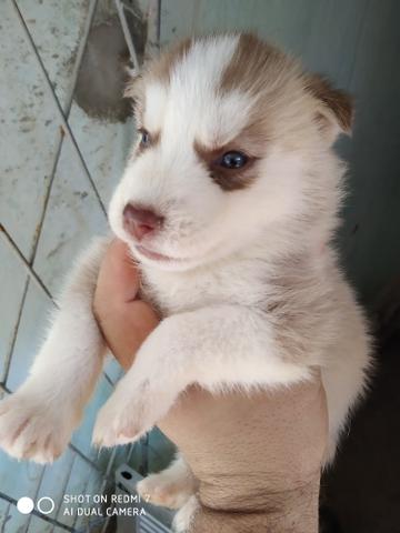 Husky - Foto 6