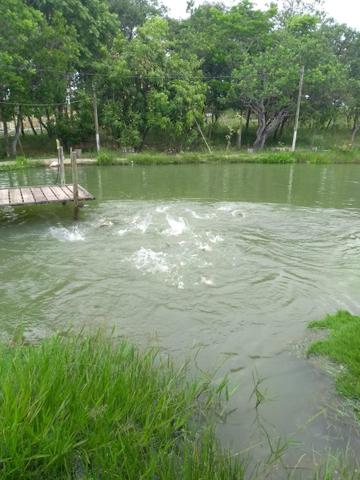 Sítio - Recanto da Lagoa - MG - Foto 3