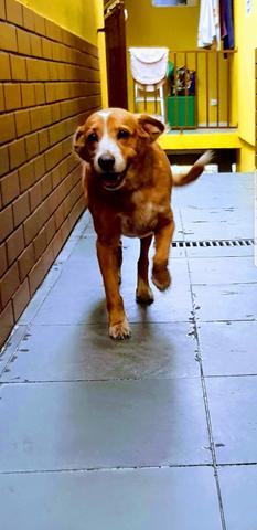 Rottweiler e SRD para doação - Foto 4