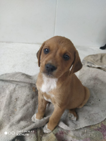 Doação de Cachorros