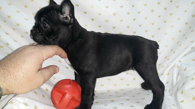 Filhotes de buldogue frances PARCELO - Foto 2