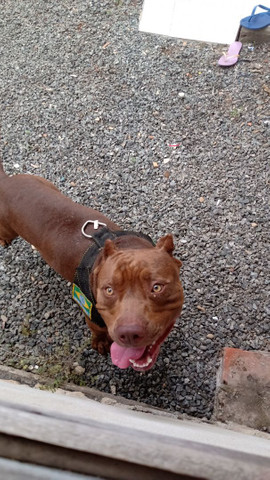 Pitbull apbt disponível - Foto 3