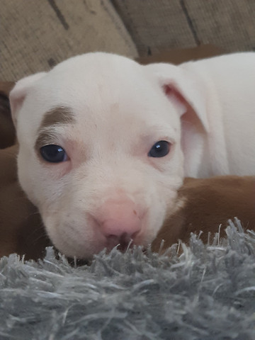 American Pitbull Terrier - Foto 4
