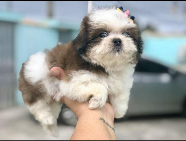 ShihTzu Alegria para sua família