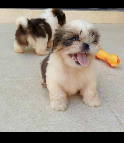 ShihTzu Babys