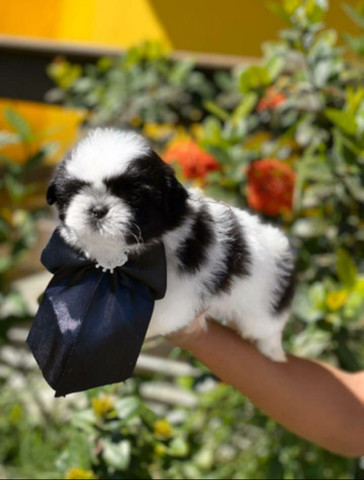 Shih Tzu variedades