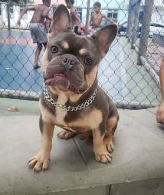 Bulldog francês Blue and tan para inseminação - Foto 3