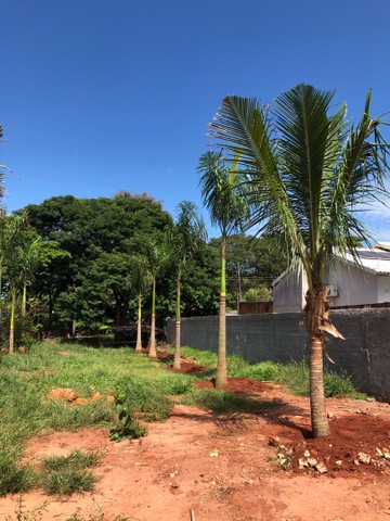 Coqueiro anão e palmeira imperial  - Foto 5