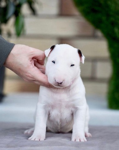 Promoção Lindos Filhotes de Bull Terrier - Cachorros e acessórios - Centro,  Tatuí 1011642149 | OLX
