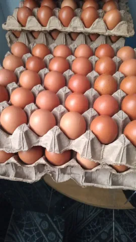 Caixa de Ovos Caipira Caipiregg - à granel (360 ovos)