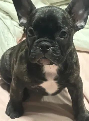 Filhote de Bulldog Frances - Puro