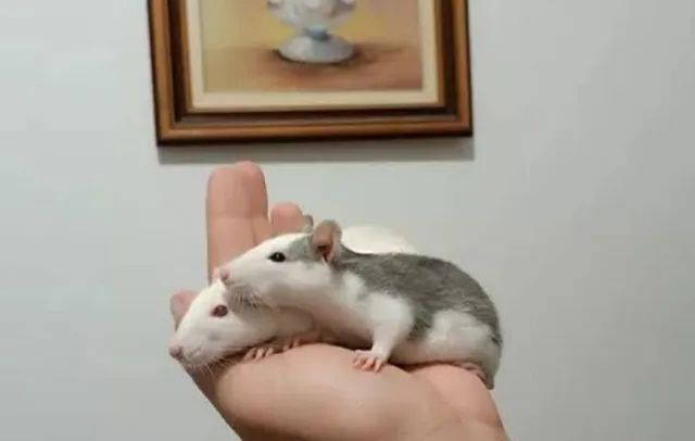 Ratos mercol dumbo  - Foto 2