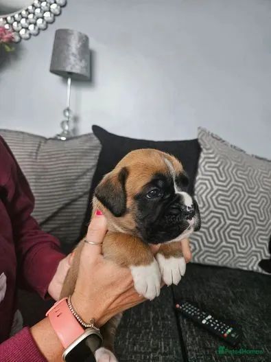 Boxer fofurinhas disponíveis fêmeas e machos  - Foto 2