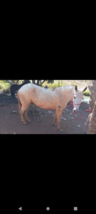 Vendo esses cavalos de raça no precinho para sair rápido com documentos e tudo  - Foto 2