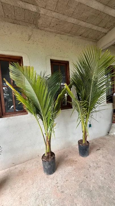 CÔCO ANÃO MUDAS ADULTAS - Foto 5