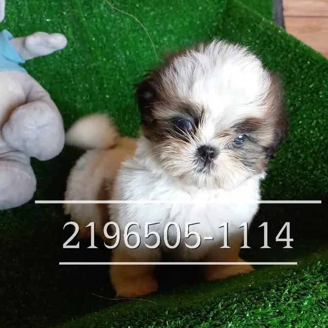 Shih tzu Macho Tricolor!! Garanta já o seu Peludinho!! Parcelas em até 12x  - Cachorros e acessórios - Barreto, Niterói 1281429753