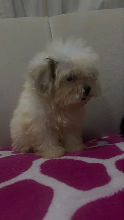 Vendo shi-tzu com poodle machos com 2 meses vermifugados  - Foto 4