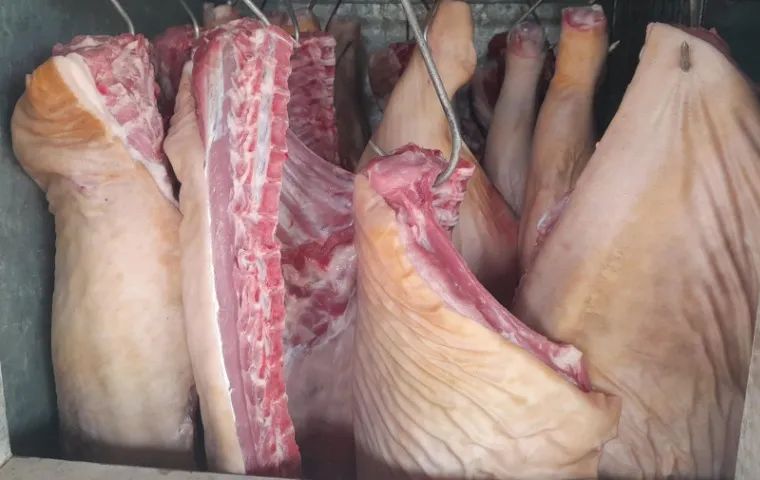 Leitão, Leitoa e porco caipira direto da roça - Foto 5