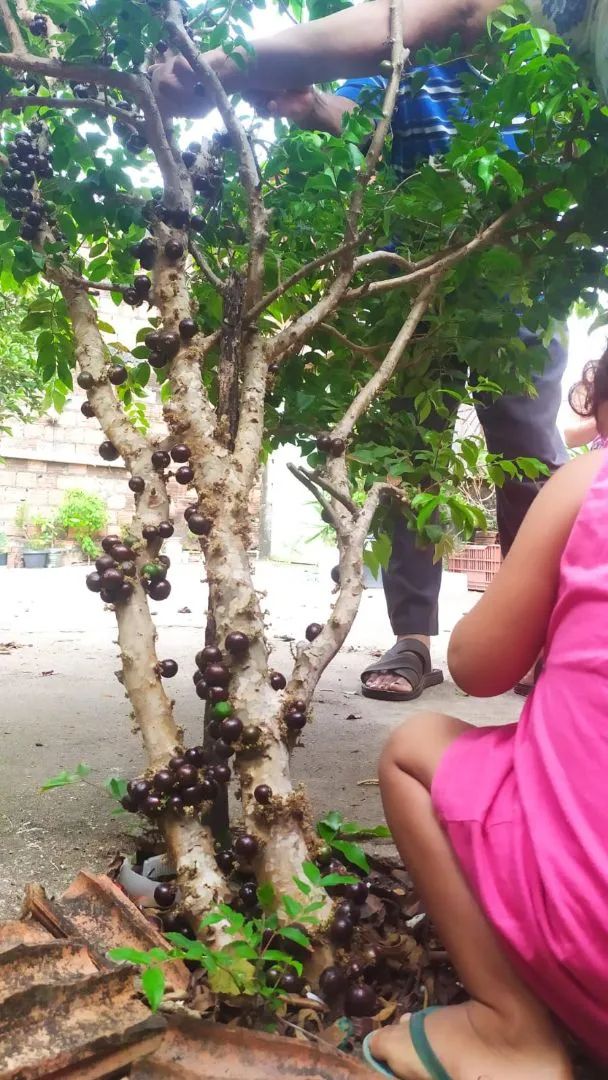 Mudas de jaboticaba híbrida - Foto 3