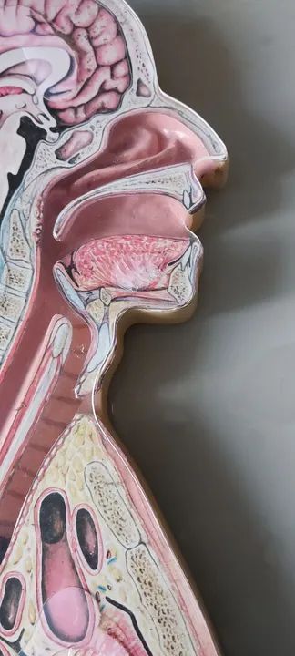 Torso para prática em saúde 