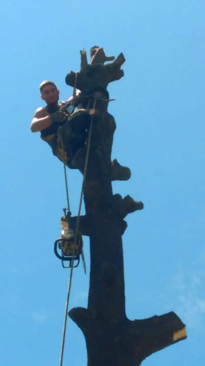 Podas de árvores e remoção profissional. - Foto 2