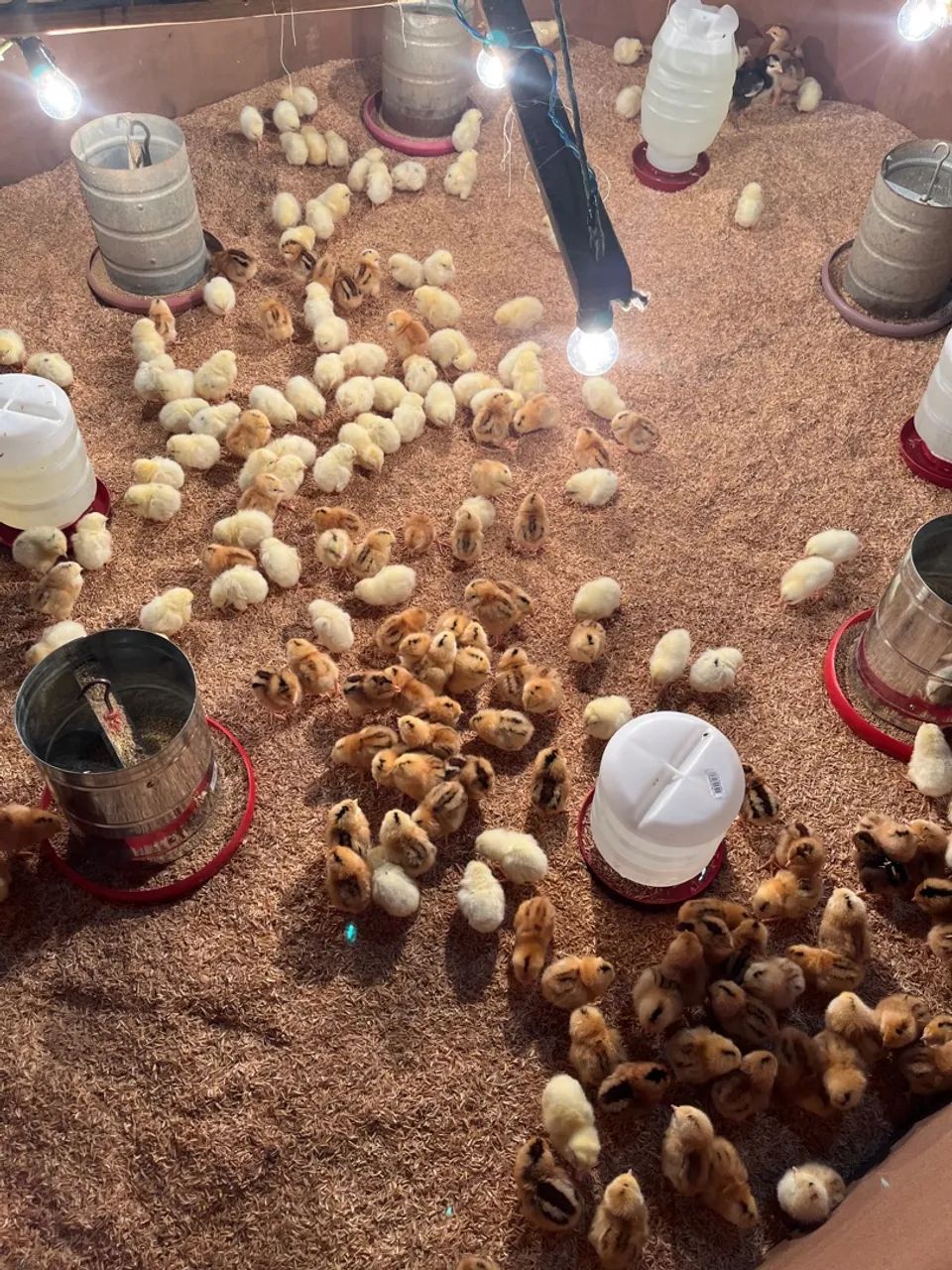 Cuidador de galinhas e serviços gerais - Foto 2