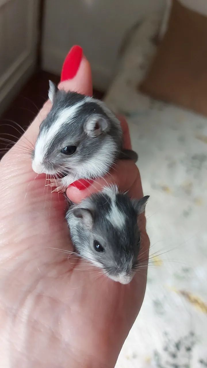 Esquilo da mongólia  GERBIL - Foto 5