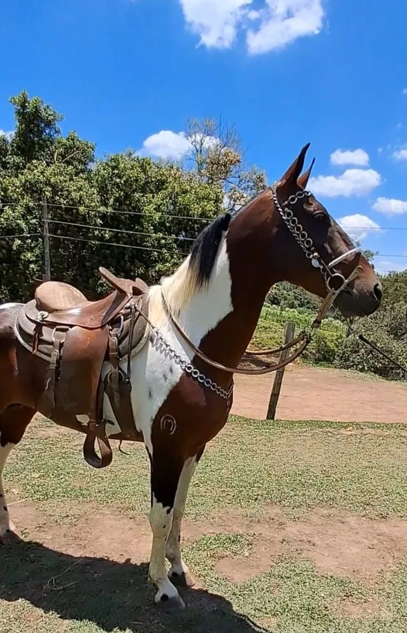 GARANHÃO LUXO (registrado) barato no pix - Foto 2