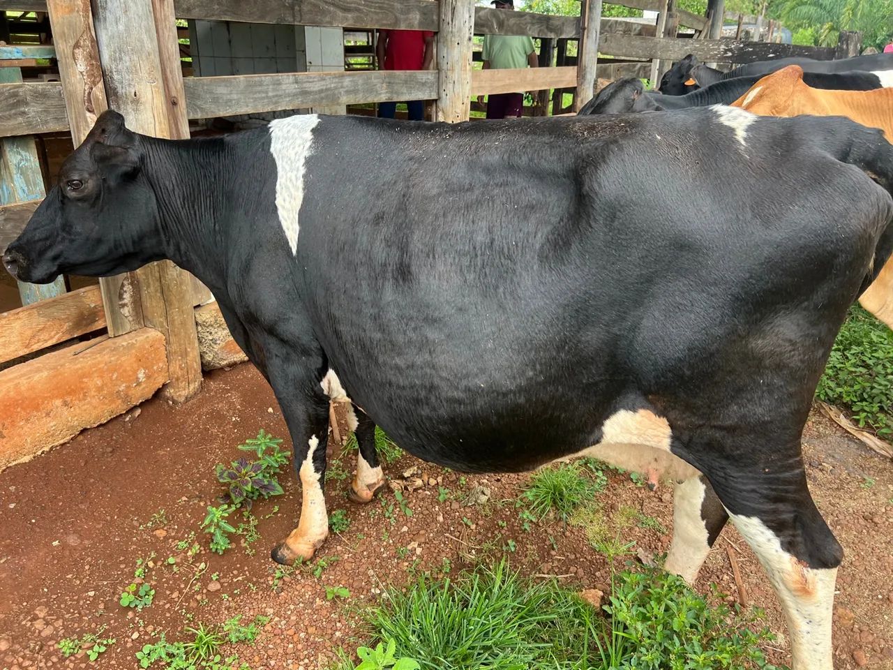 Vaca procedência leiteira  - Foto 5