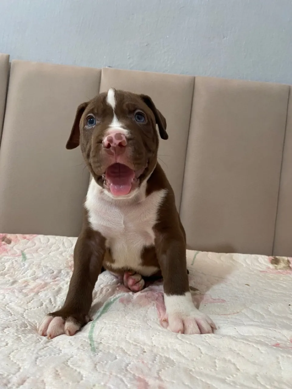 Filhotes pitbull machos