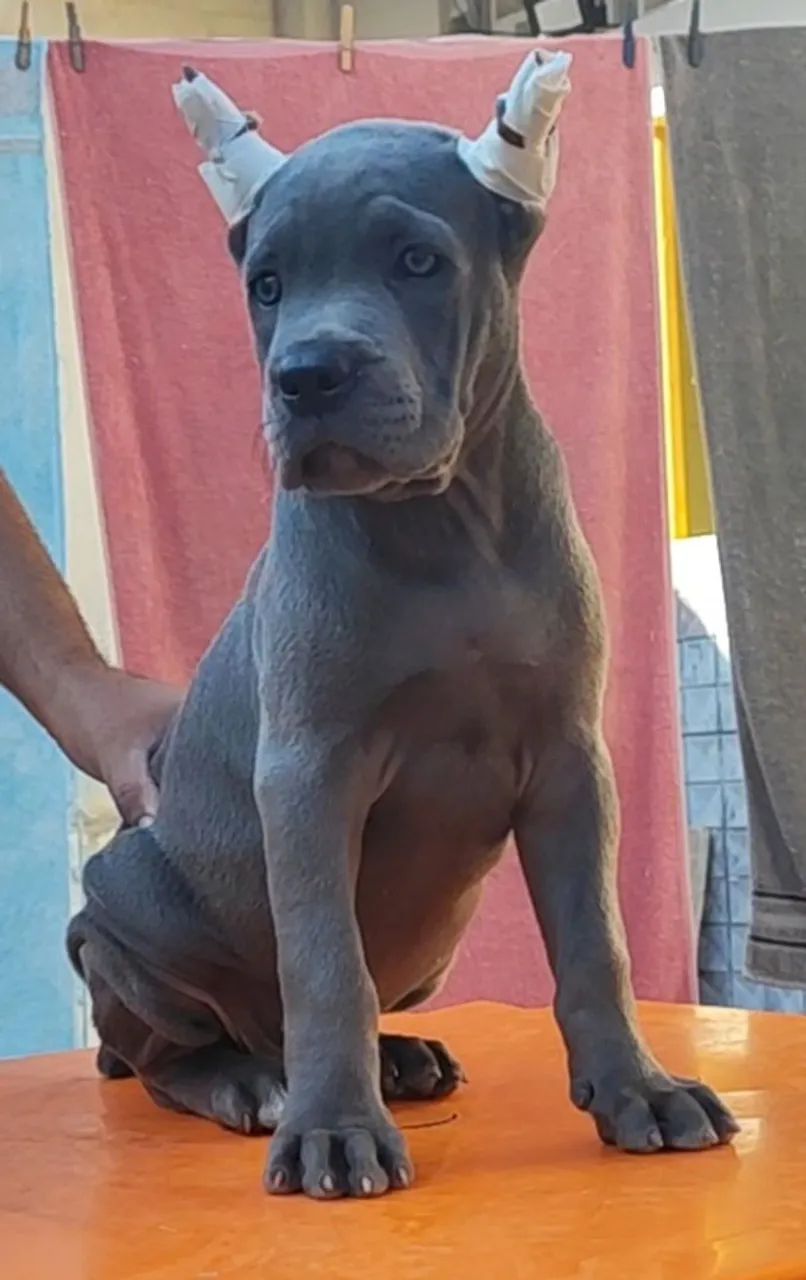 Cane Corso Italiano com Pedigree 